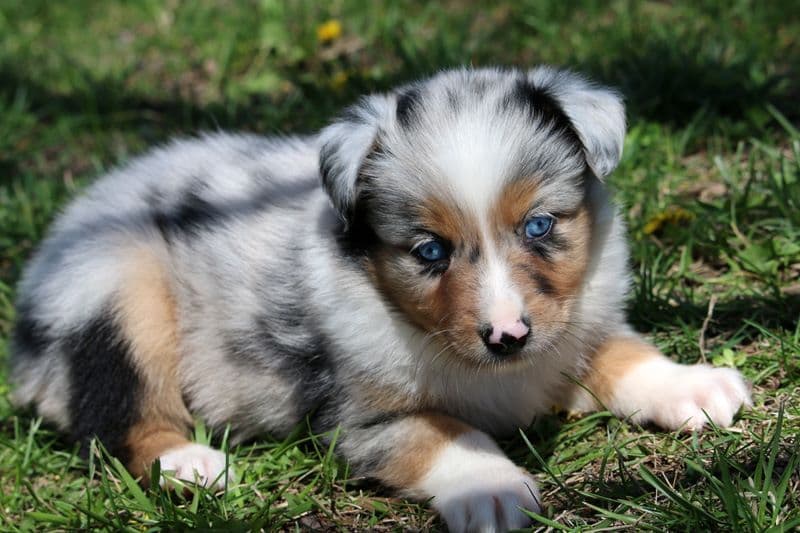 Australian Shepherd Puppies breeder image 6