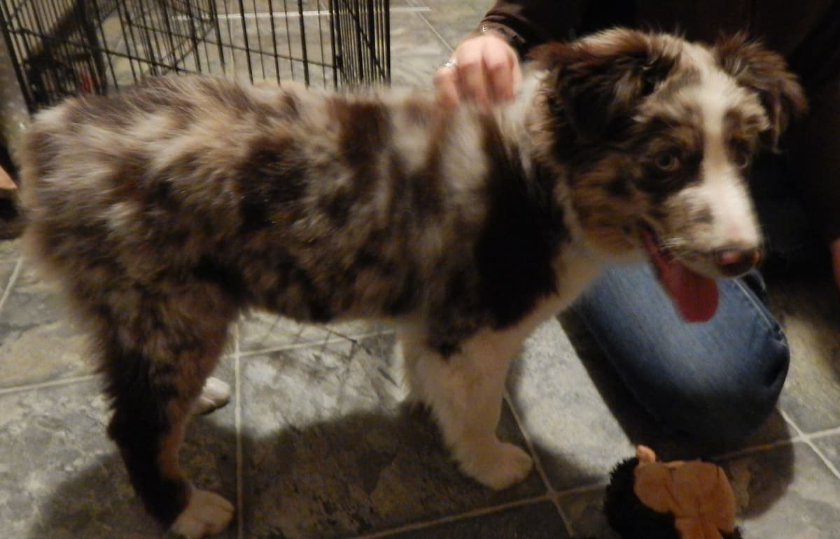 Australian Shepherd Puppies breeder image 9