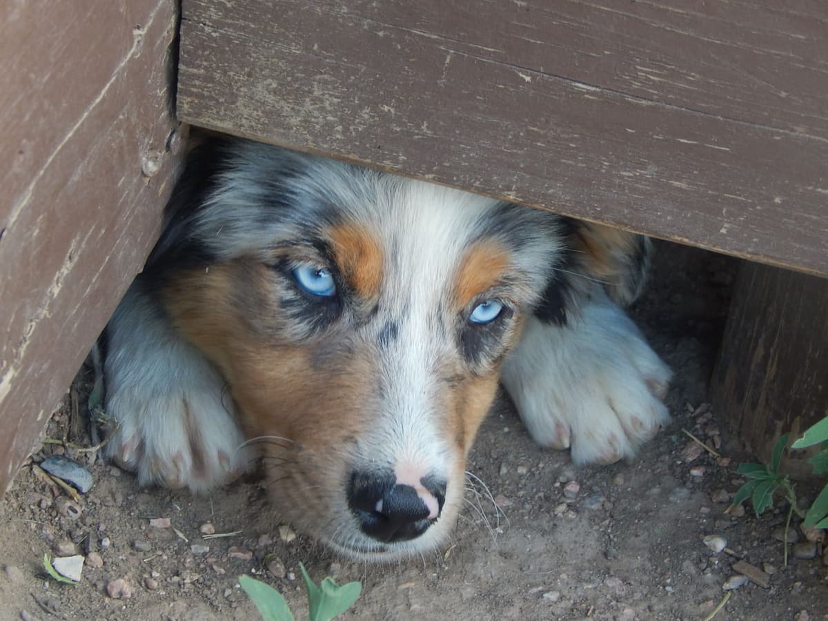 Australian Shepherd Puppies breeder image 13