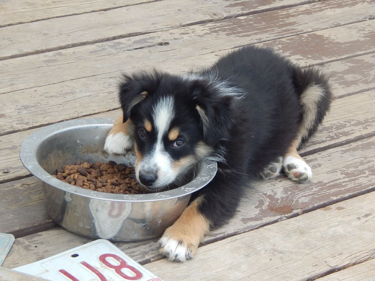 Australian Shepherd Puppies breeder image 12