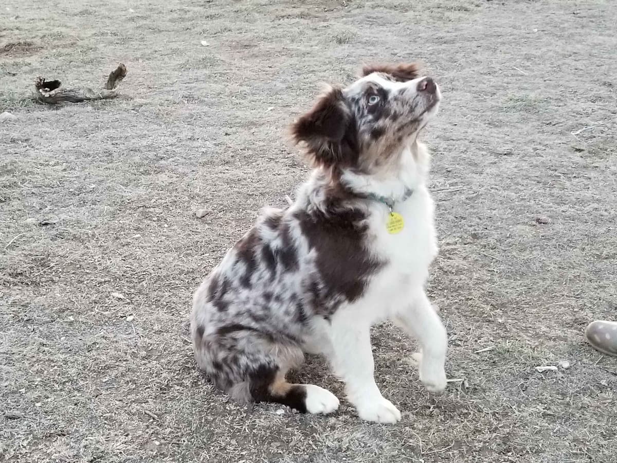 Australian Shepherd Puppies breeder image 14