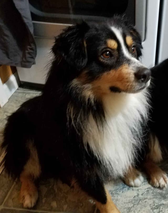 Australian Shepherd Puppies media 2
