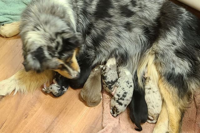 Australian Shepherd Puppies media 4