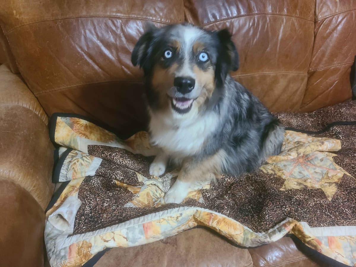 Australian Shepherd Puppies breeder image 4