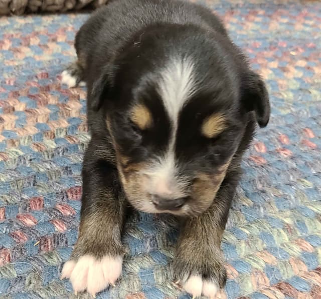Australian Shepherd Puppies media 5