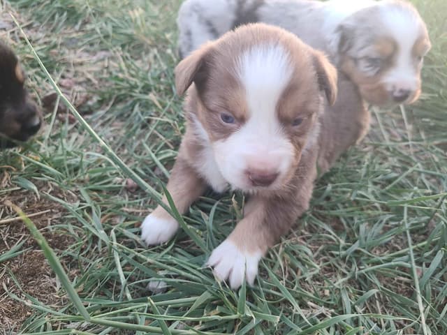 Australian Shepherd Puppies media 6