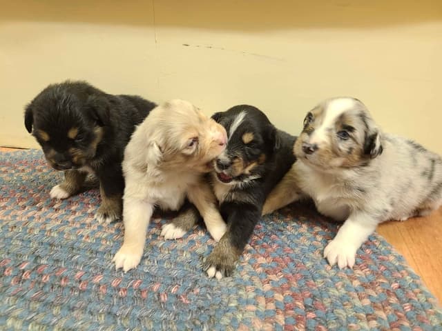 Australian Shepherd Puppies media 7