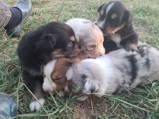 Australian Shepherd Puppies media 8
