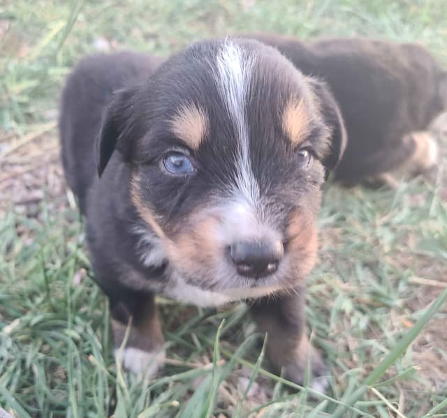 Australian Shepherd Puppies media 9