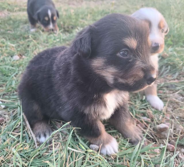 Australian Shepherd Puppies media 10