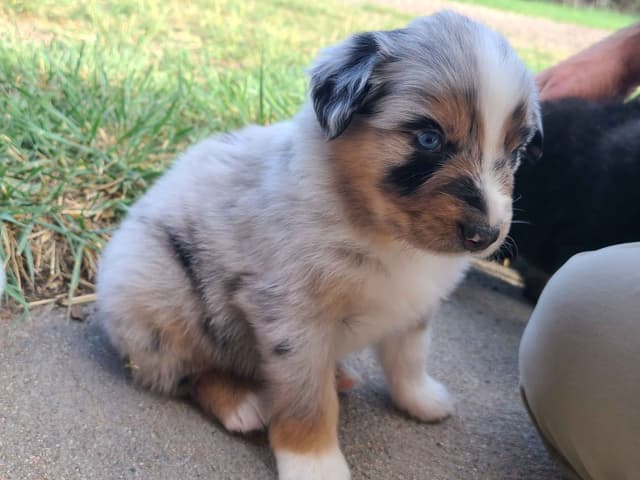 Australian Shepherd Puppies media 12