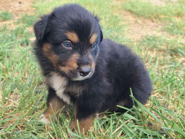 Australian Shepherd Puppies media 13