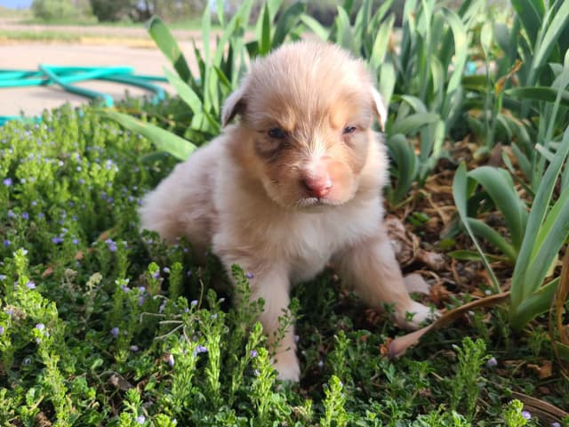 Australian Shepherd Puppies media 14