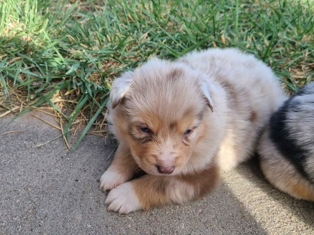 Australian Shepherd Puppies media 15