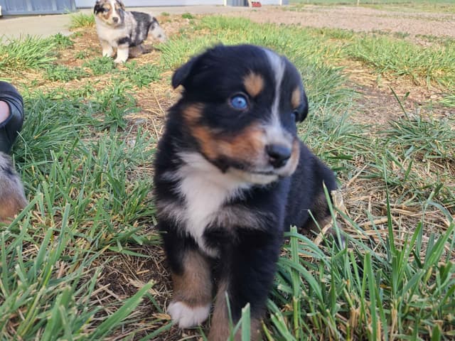 Australian Shepherd Puppies media 16