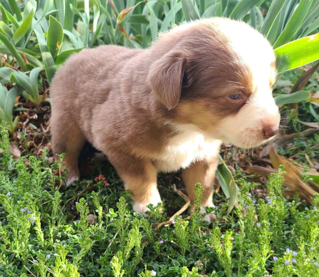 Australian Shepherd Puppies media 17