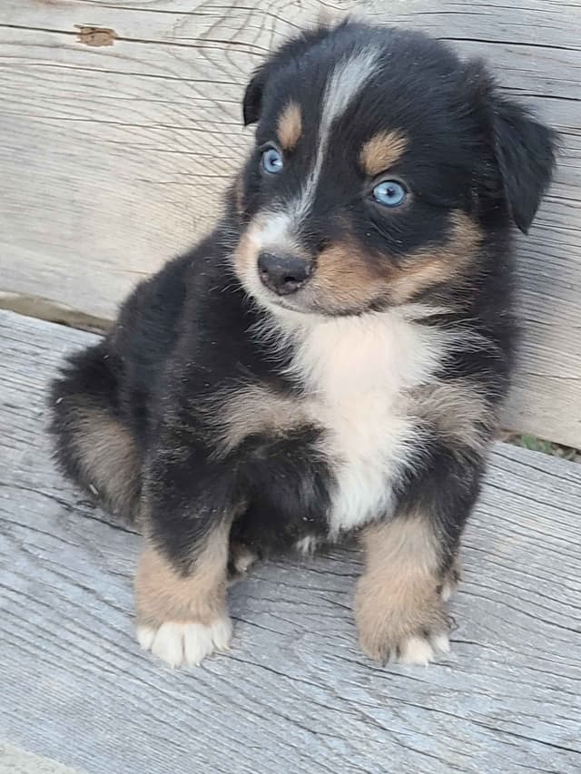Australian Shepherd Puppies media 18