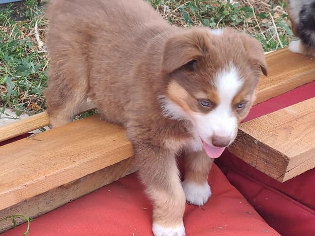 Australian Shepherd Puppies media 20