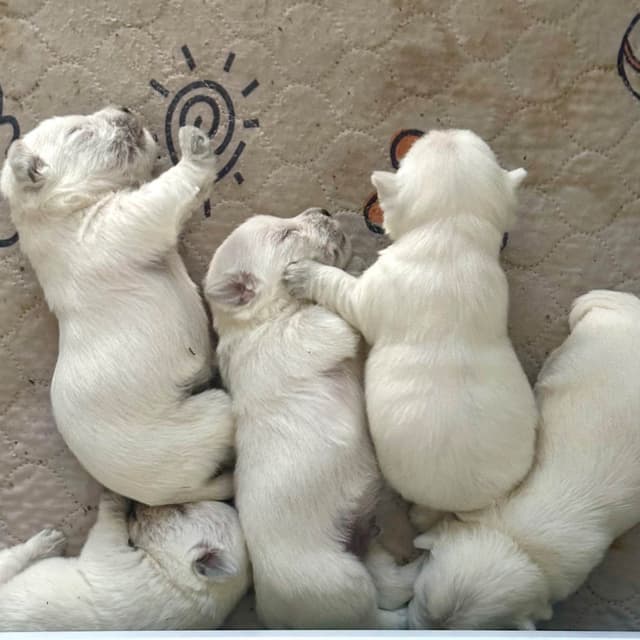 West Highland White Terrier Puppies media 4