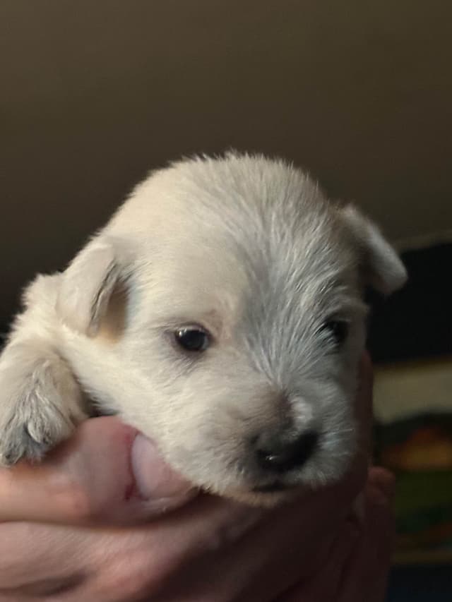 West Highland White Terrier Puppies media 5