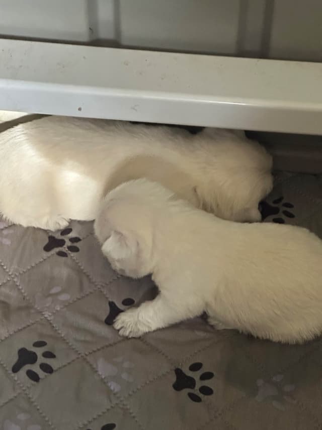 West Highland White Terrier Puppies media 6