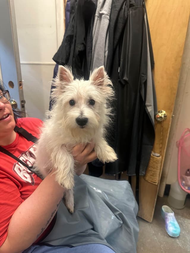 West Highland White Terrier Puppies media 7