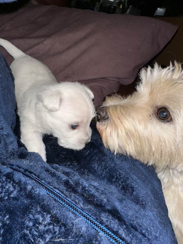 West Highland White Terrier Puppies media 10