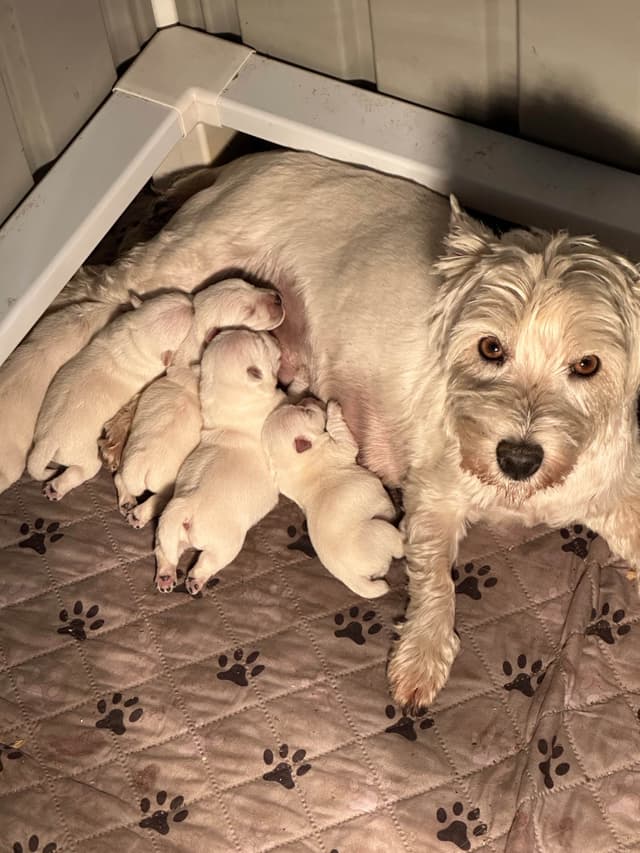 West Highland White Terrier Puppies media 9