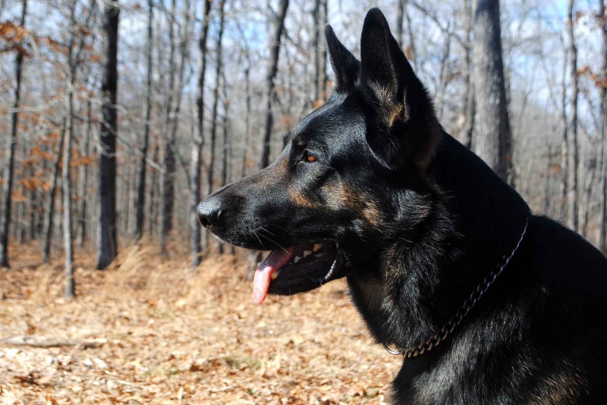 Working Line German Shepherd Puppies breeder image 1