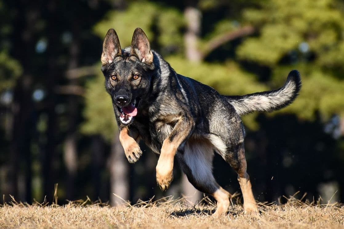 Working Line German Shepherd Puppies breeder image 2
