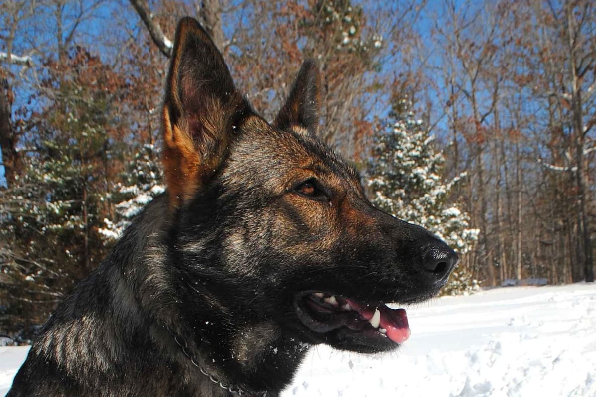 Working Line German Shepherd Puppies breeder image 4