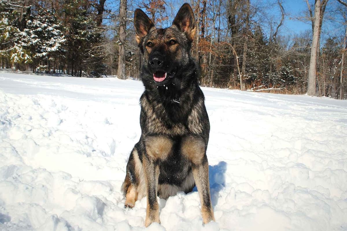 Working Line German Shepherd Puppies breeder image 5