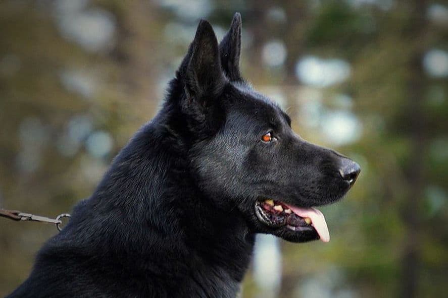 Working Line German Shepherd Puppies breeder image 6