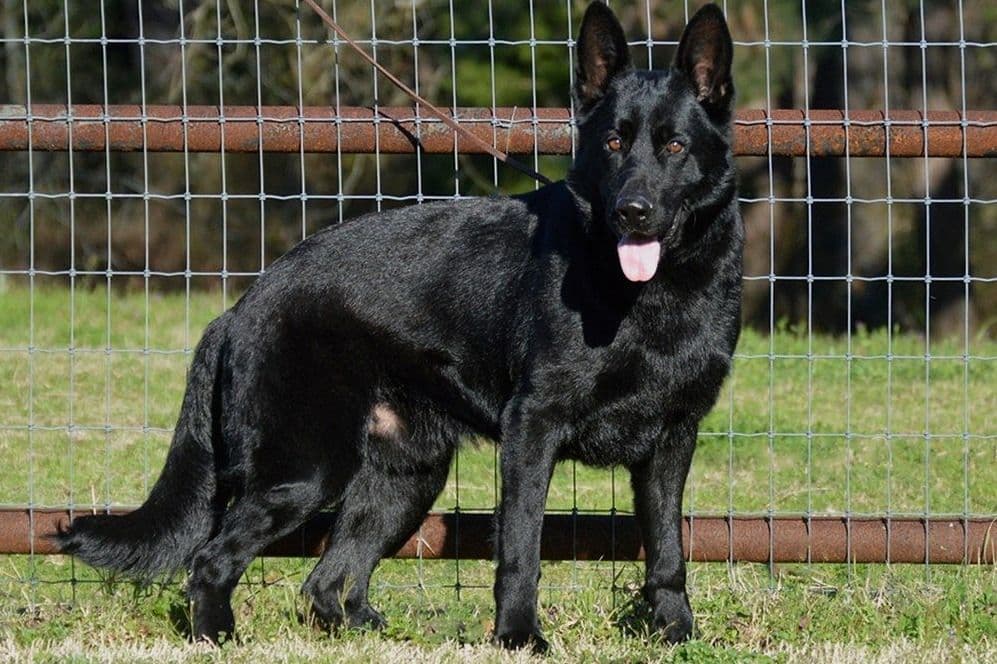 Working Line German Shepherd Puppies breeder image 7