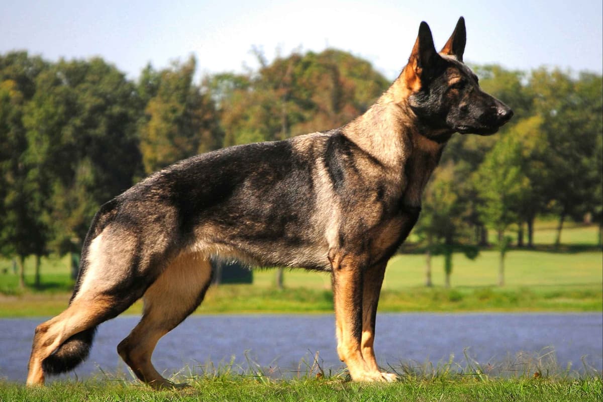 Working Line German Shepherd Puppies breeder image 9