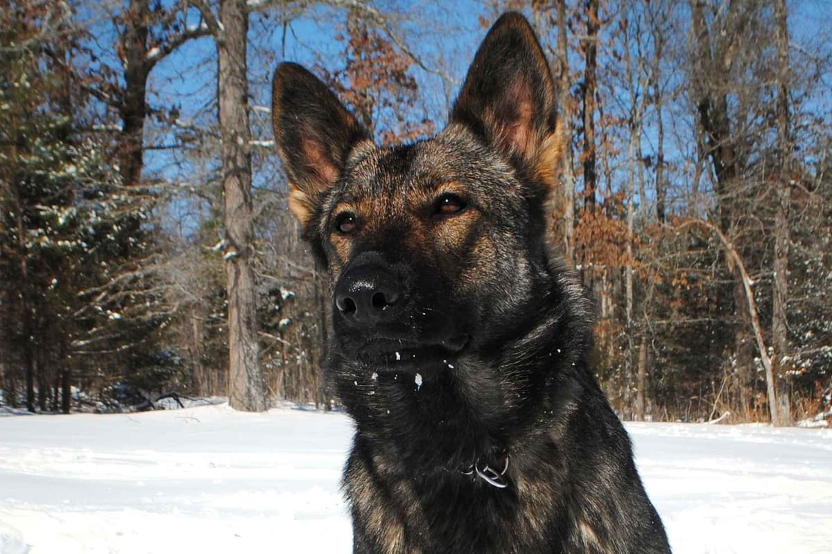 Working Line German Shepherd Puppies breeder image 11