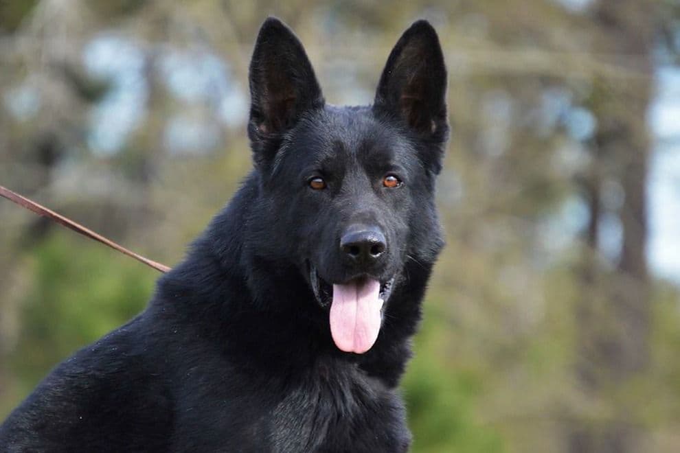 Working Line German Shepherd Puppies breeder image 12