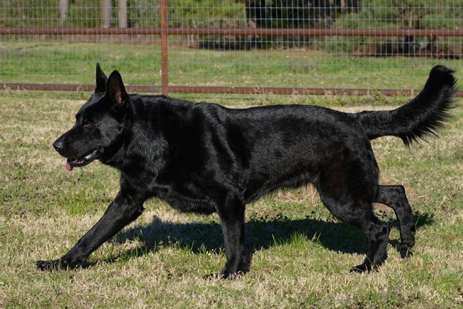 Working Line German Shepherd Puppies breeder image 13
