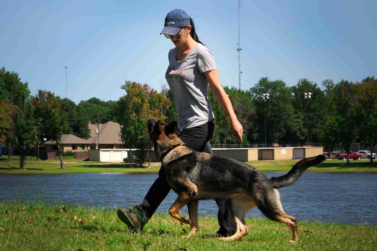 Working Line German Shepherd Puppies breeder image 15