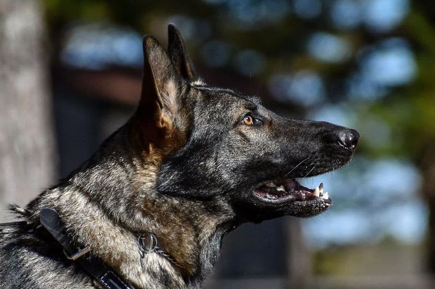 Working Line German Shepherd Puppies breeder image 17