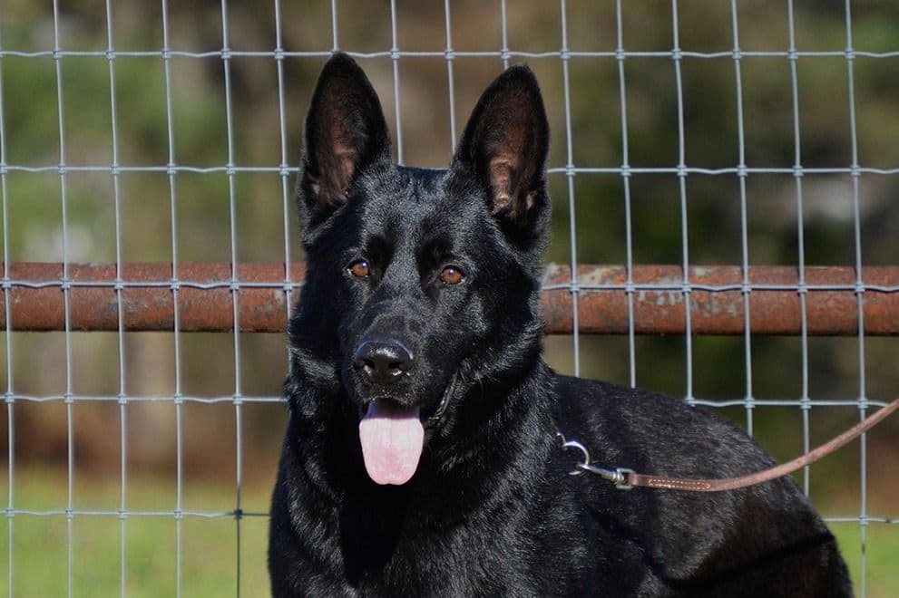 Working Line German Shepherd Puppies breeder image 18