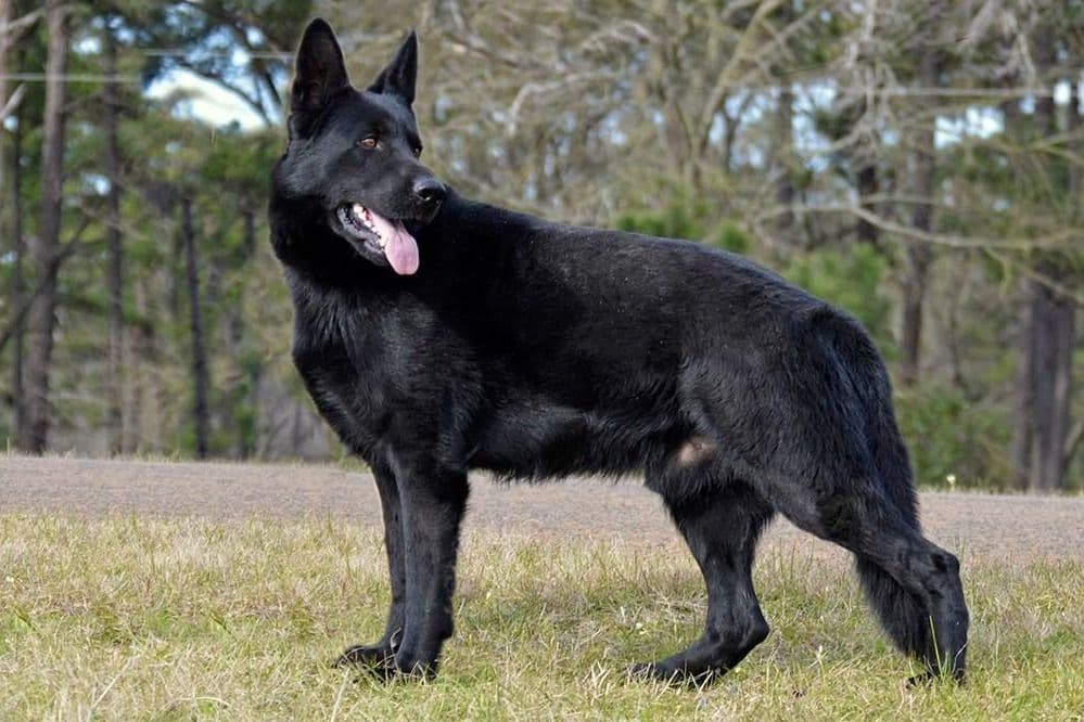 Working Line German Shepherd Puppies breeder image 19