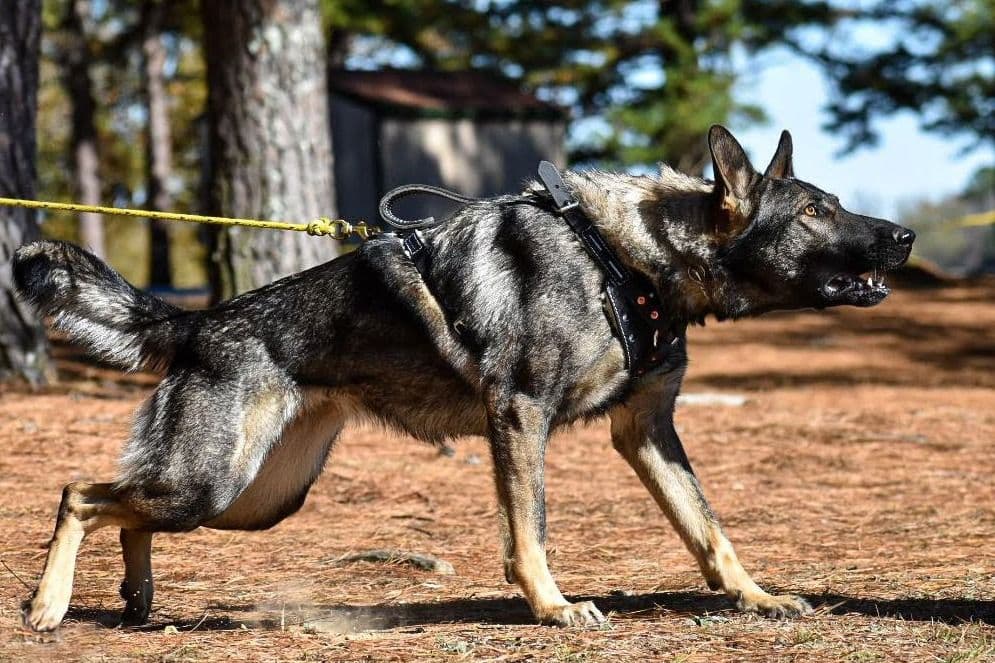 Working Line German Shepherd Puppies breeder image 20