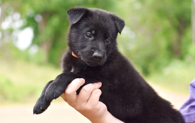 Working Line German Shepherd Puppies media 2