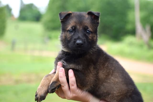 Working Line German Shepherd Puppies media 3