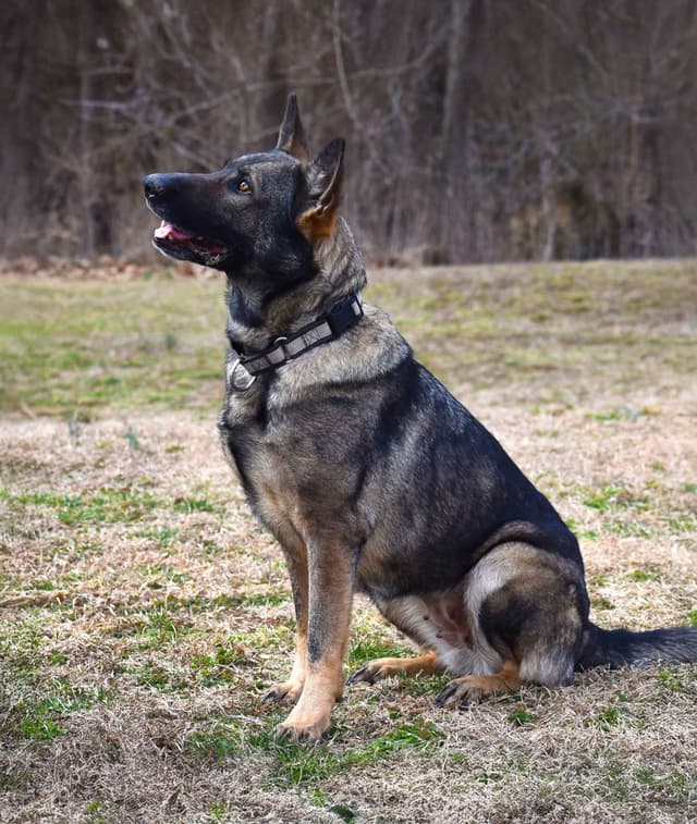Working Line German Shepherd Puppies media 5