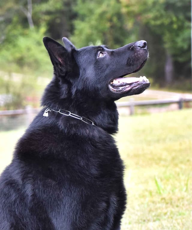 Working Line German Shepherd Puppies media 6