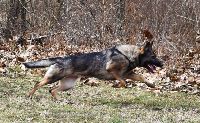Working Line German Shepherd Puppies media 7