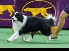 JBK Border Collies jbkbordercollies.com breeder image 12