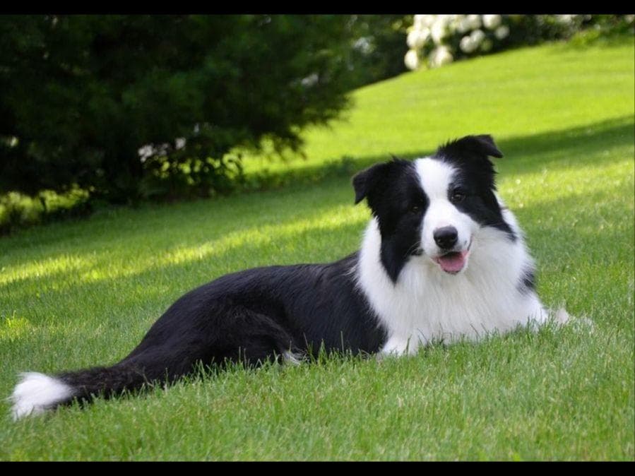 JBK Border Collies jbkbordercollies.com breeder image 2
